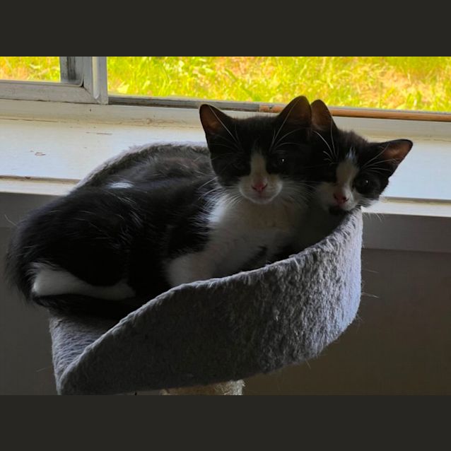 Photo of Sansa
