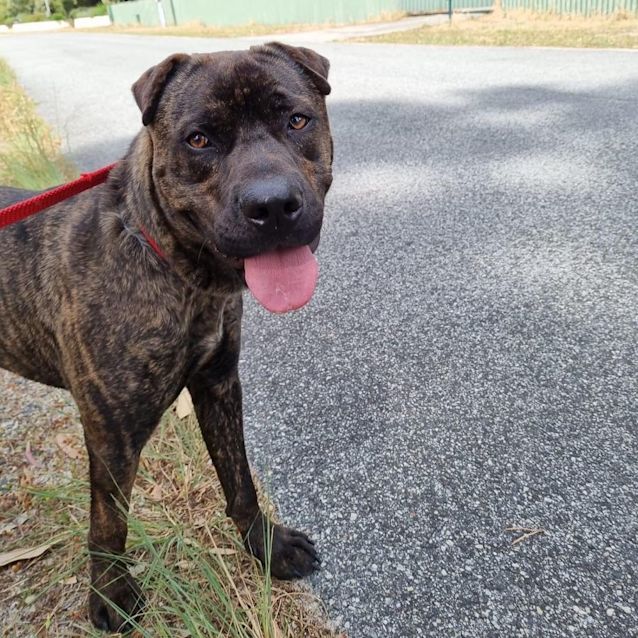 Photo of Archie Dl2834