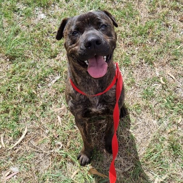 Photo of Archie Dl2834