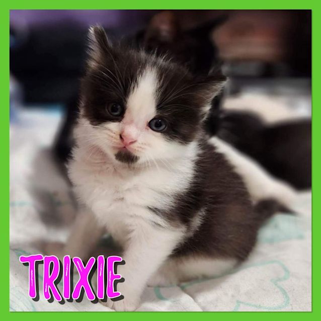 Photo of Trixie