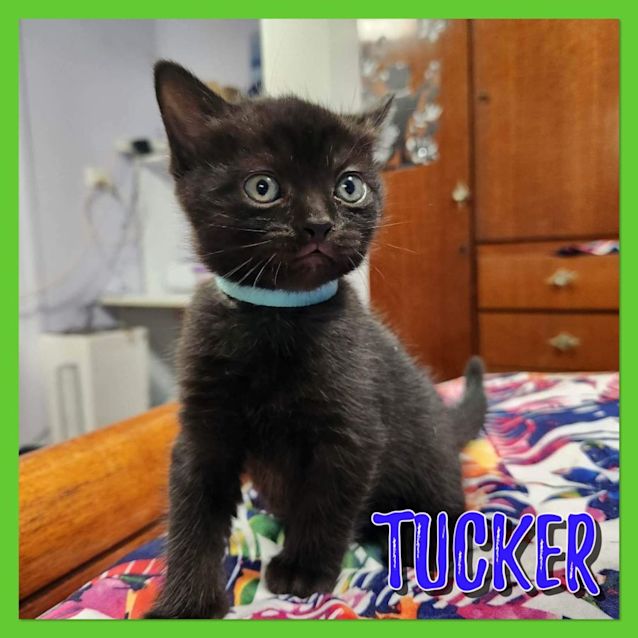 Photo of Tucker