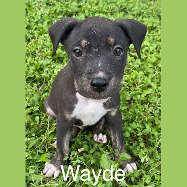 Photo of Wayde