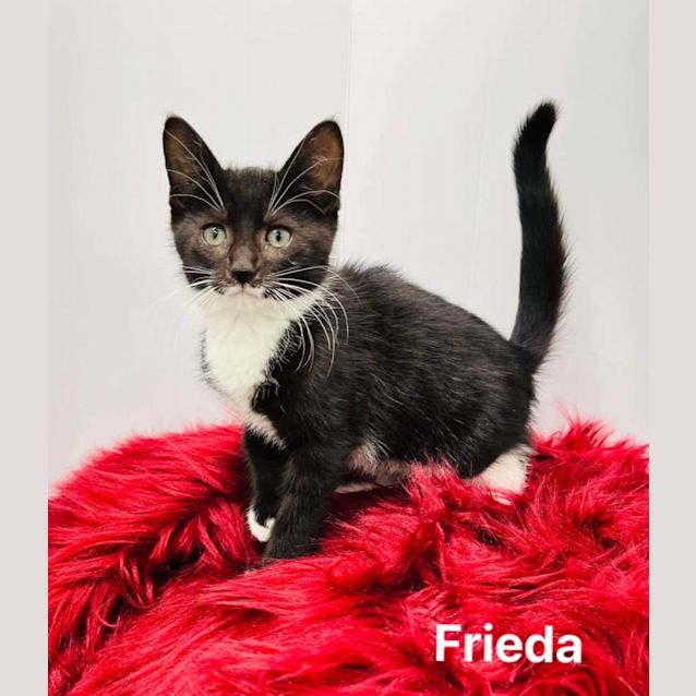 Photo of Frieda