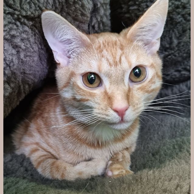 Photo of Paprika