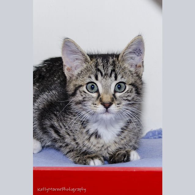 Photo of Sherbert