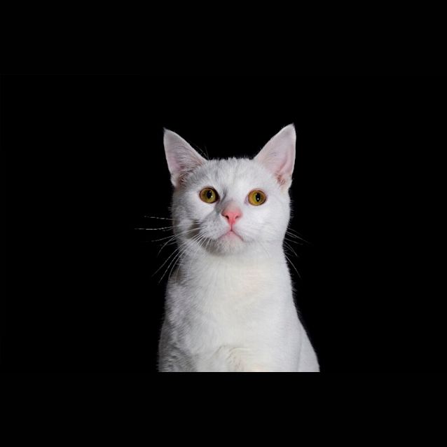 Photo of Hunter