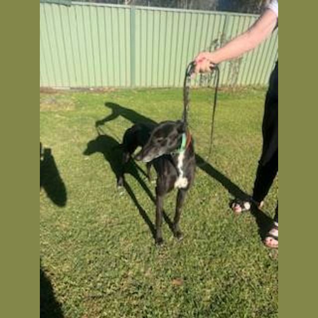 Photo of Peppa & Sophie