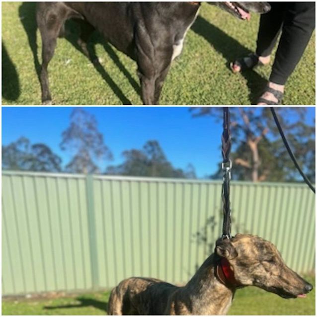 Photo of Peppa & Sophie