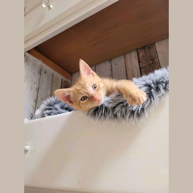 Photo of Cheezel