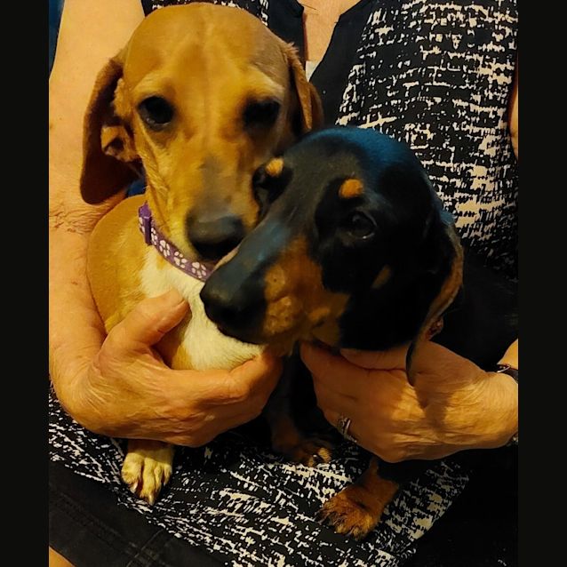 Photo of Britney And Dash
