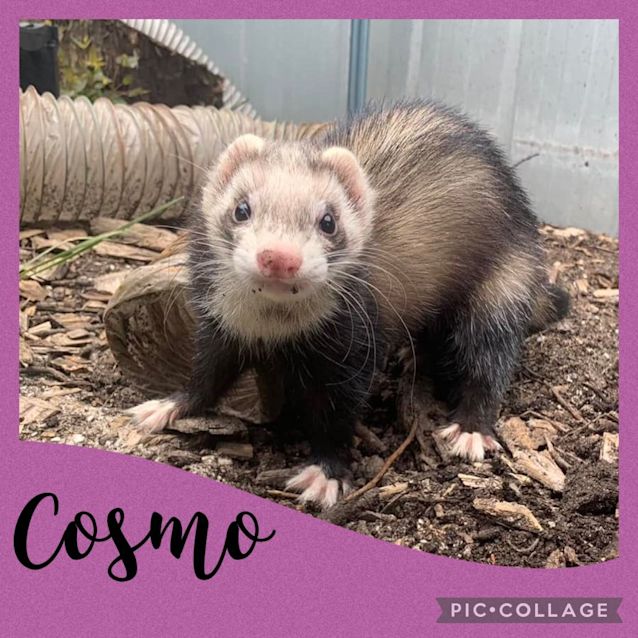 Photo of Cosmo