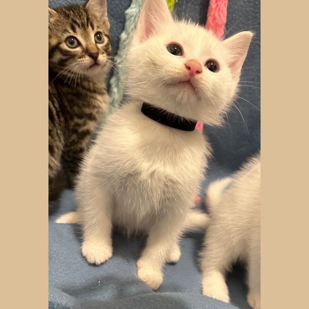 Photo of Briggs (Black Collar)