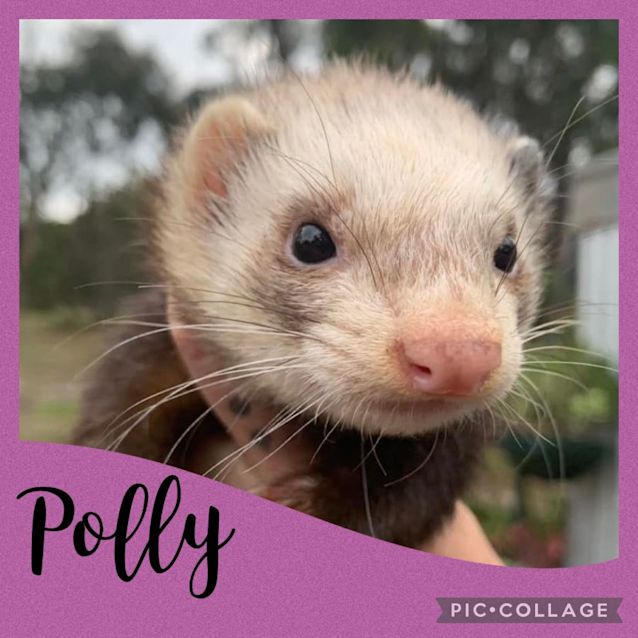 Photo of Polly