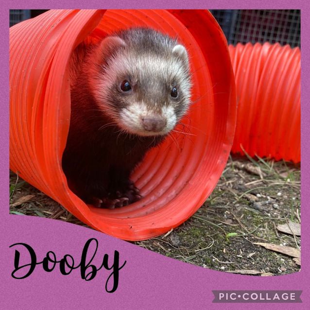 Photo of Dooby
