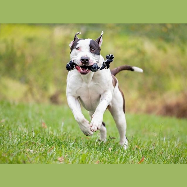 Photo of Chunk (Imp No. 1714)