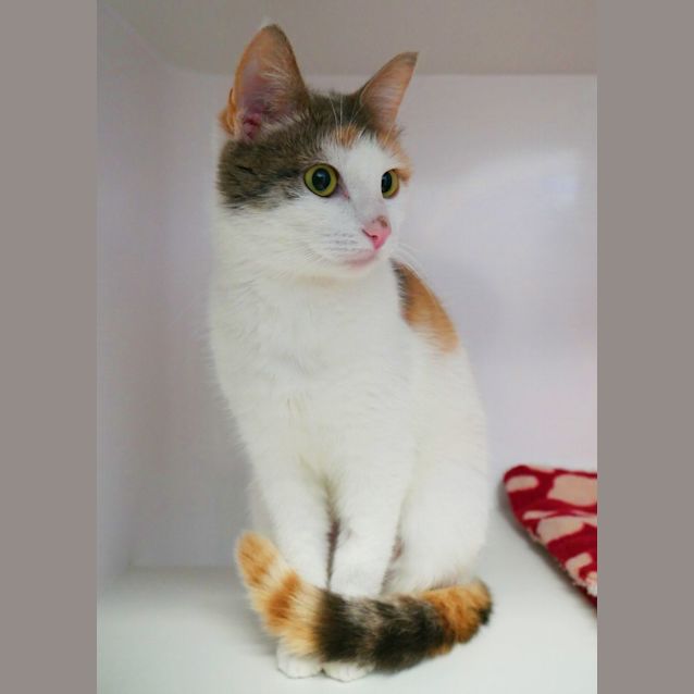 Photo of Peach Suk010645