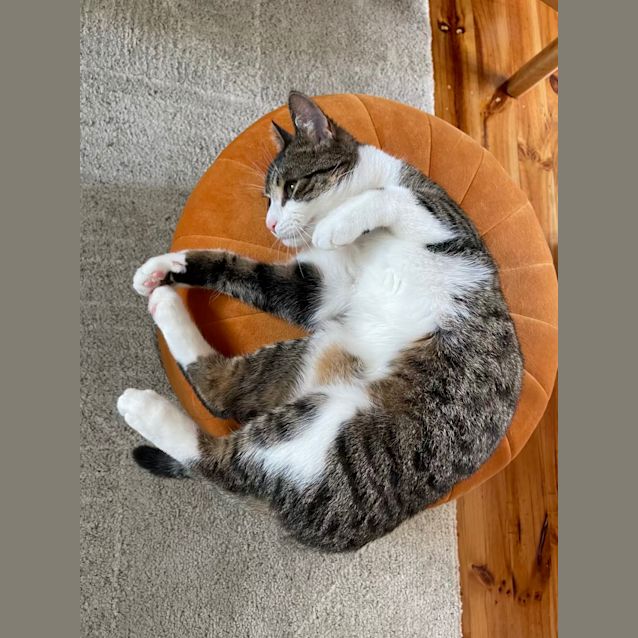 Photo of Chestnut 🌰
