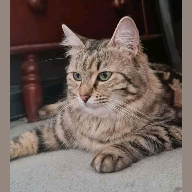 Photo of Honey