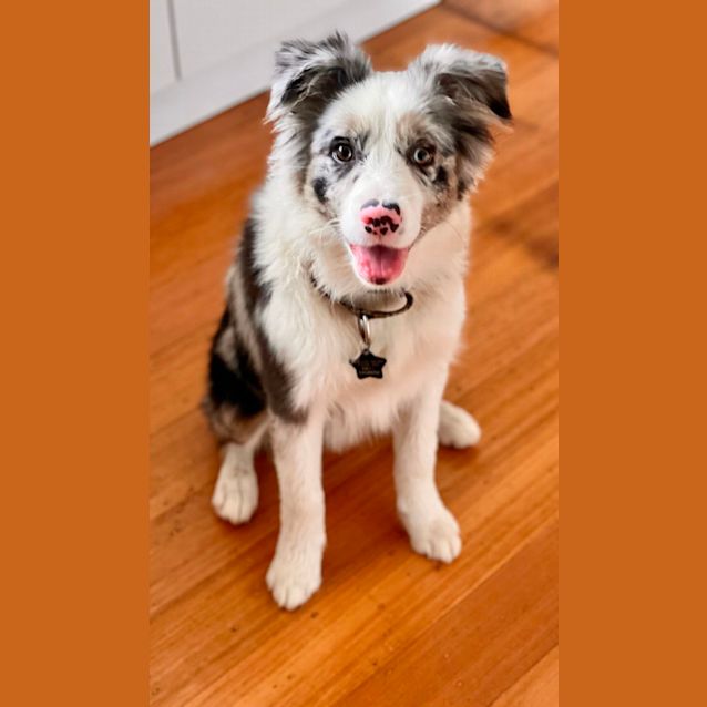 Photo of Gracie