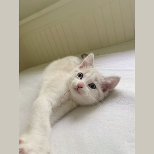 Photo of C1122 Milky