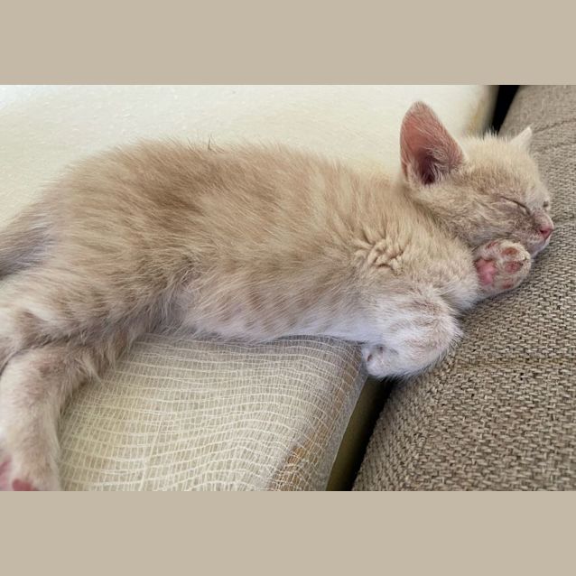 Photo of C1127 Marshall