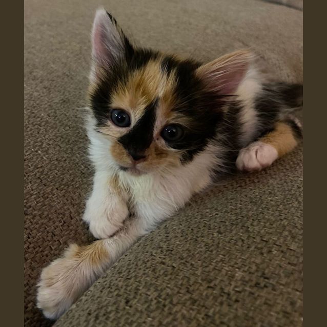 Photo of  C1129 Skye