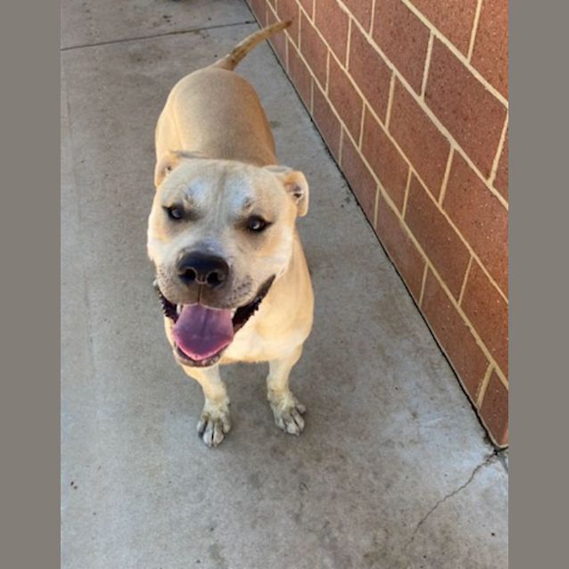 Georgie - Large Male Mastiff x Cross breed Dog in WA - PetRescue Georgie - Large Male Mastiff x Cross breed Dog in WA - PetRescue