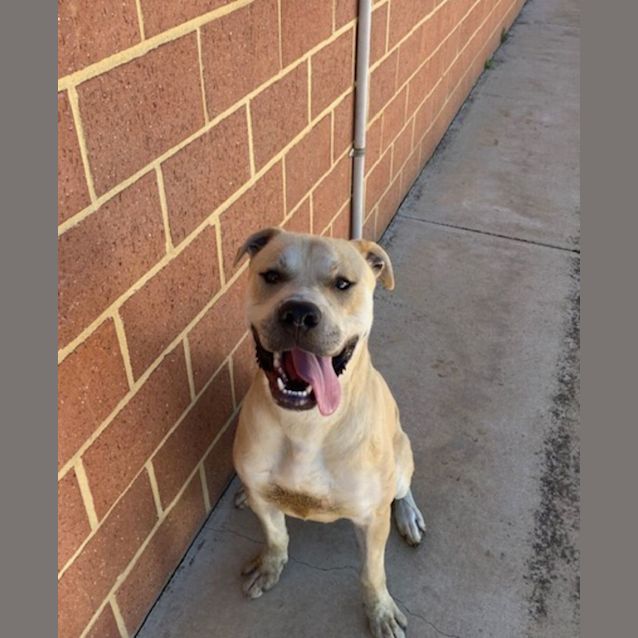 Georgie - Large Male Mastiff x Cross breed Dog in WA - PetRescue Georgie - Large Male Mastiff x Cross breed Dog in WA - PetRescue
