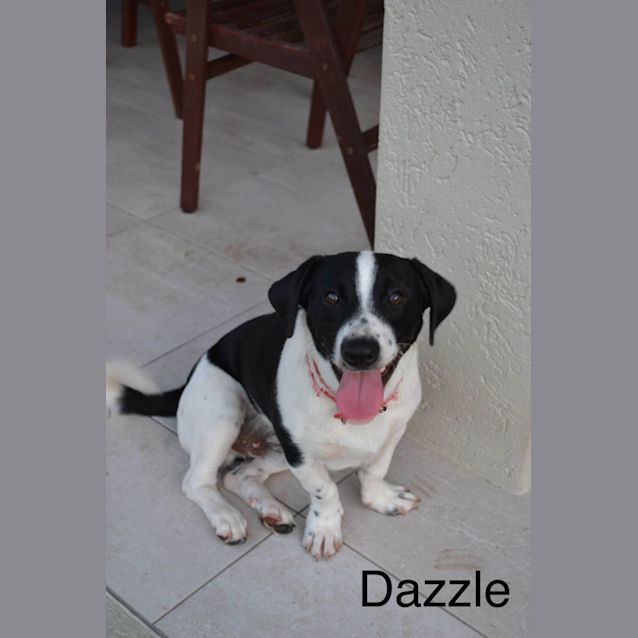 Photo of Dazzle