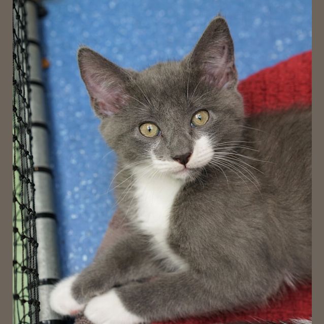Photo of Cosmo