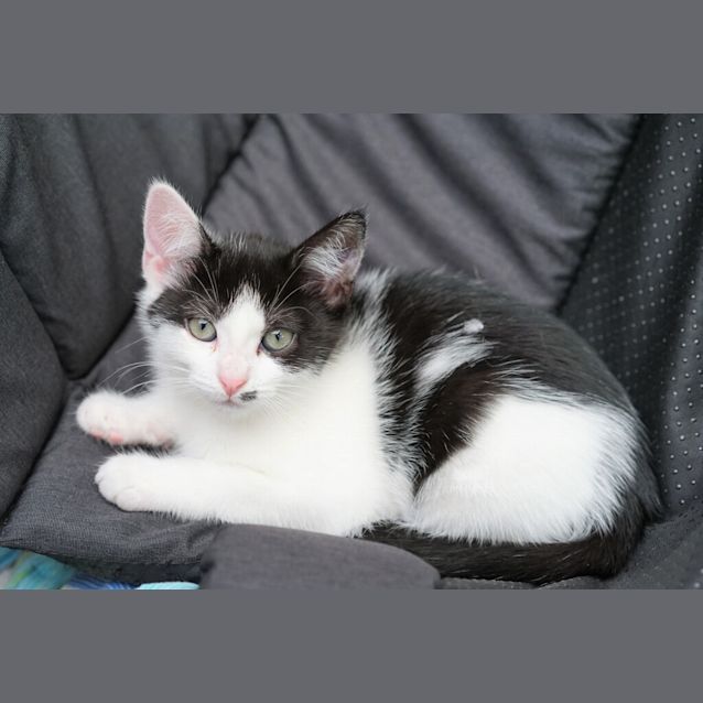 Photo of Callie