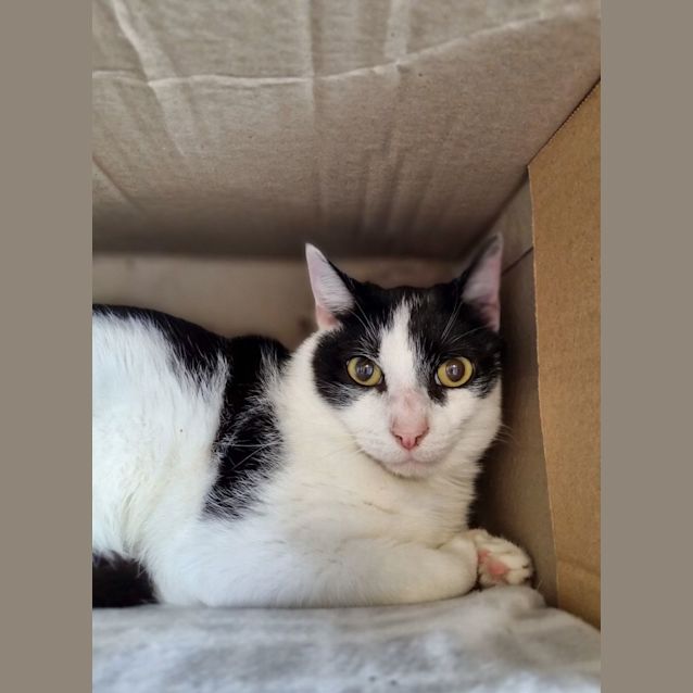 Photo of Oscar