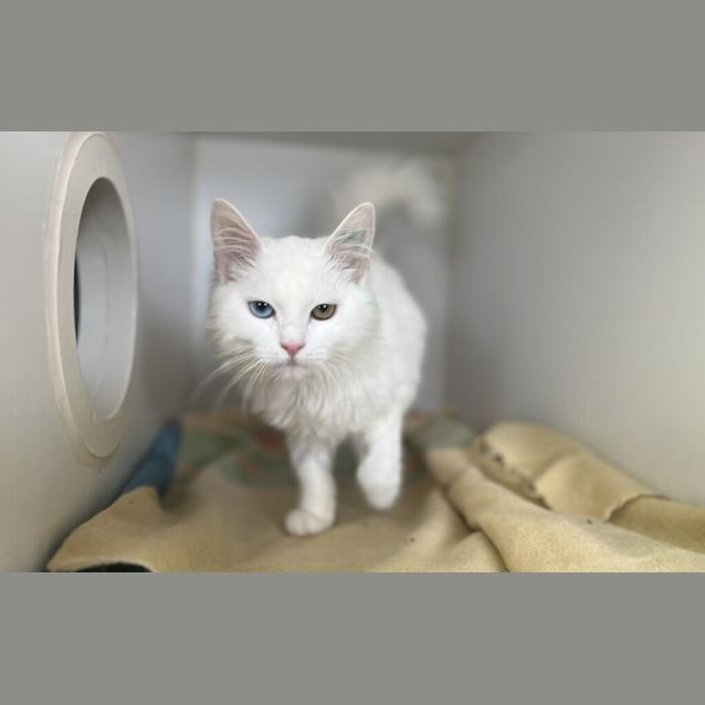 Photo of Luna