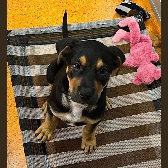 Photo of Rambo