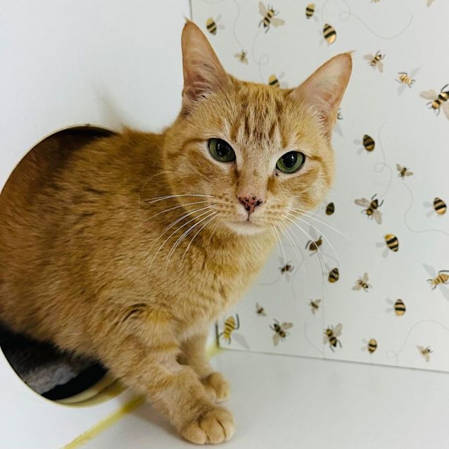 Photo of Miss Poppet   Located In Eltham