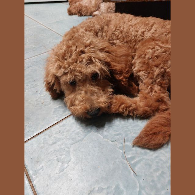 Photo of Red Boy