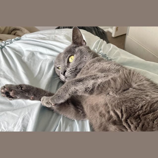 Photo of Blueberry