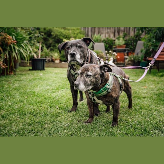Photo of Abbey And Max Whistledown