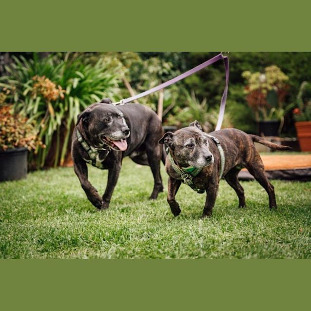 Photo of Abbey And Max Whistledown