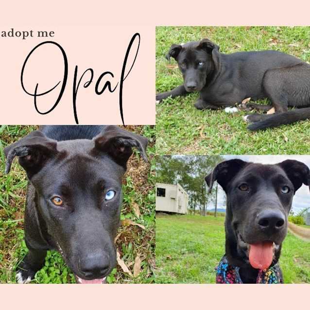 Photo of Opal