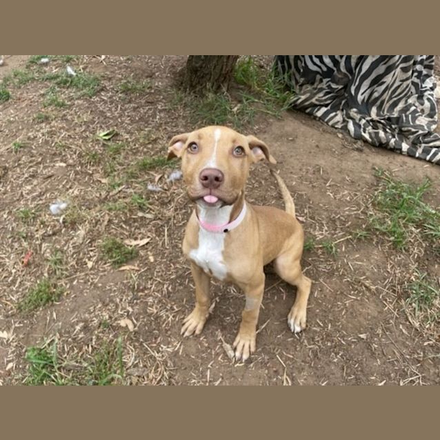 Photo of Sadie (Imp No. 1788)