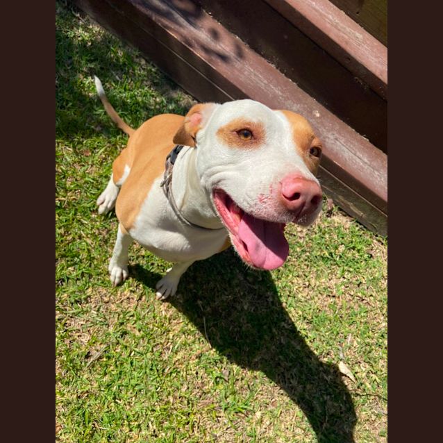Photo of Indy