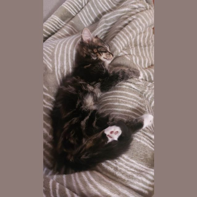 Photo of Gremlin