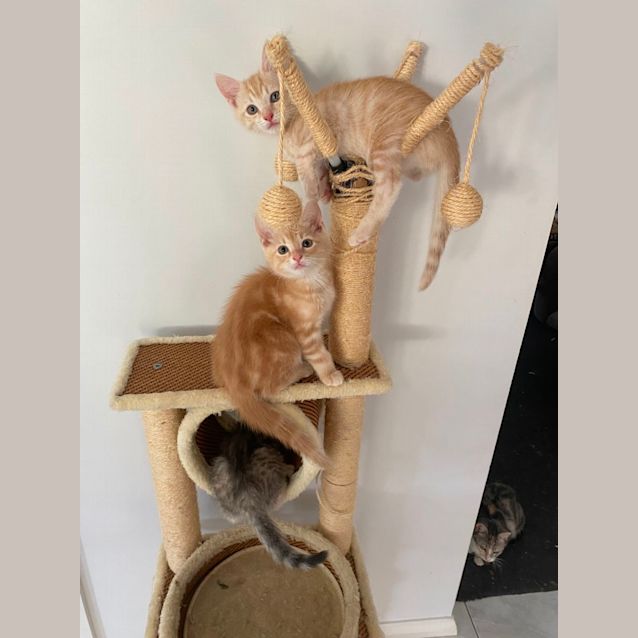 Yogi & Humphrey - Male Domestic Short Hair Cat in VIC - PetRescue Yogi & Humphrey - Male Domestic Short Hair Cat in VIC - PetRescue