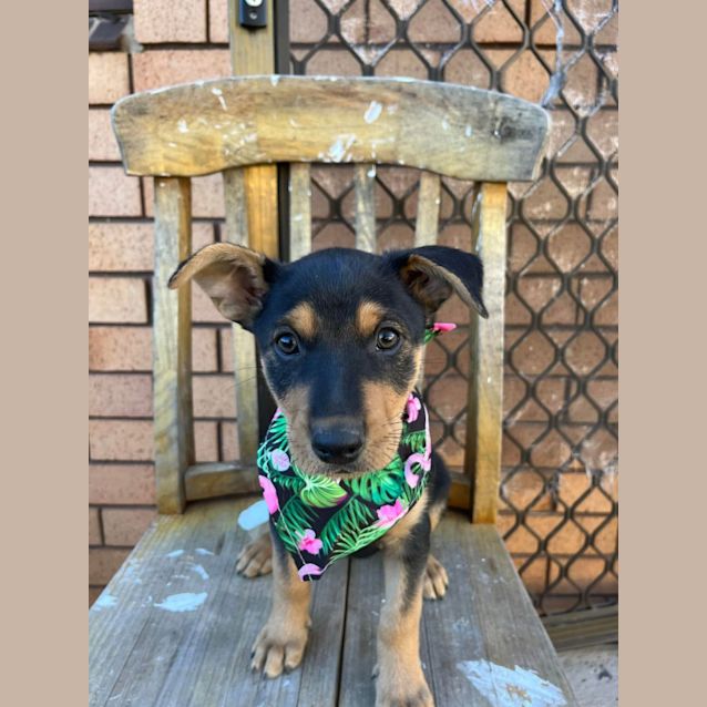 Photo of Ava   10 Week Old Kelpie X (On Hold)