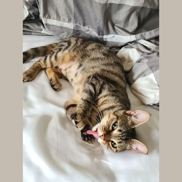 Photo of Tilly