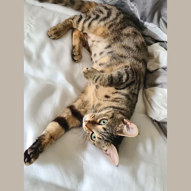 Photo of Tilly
