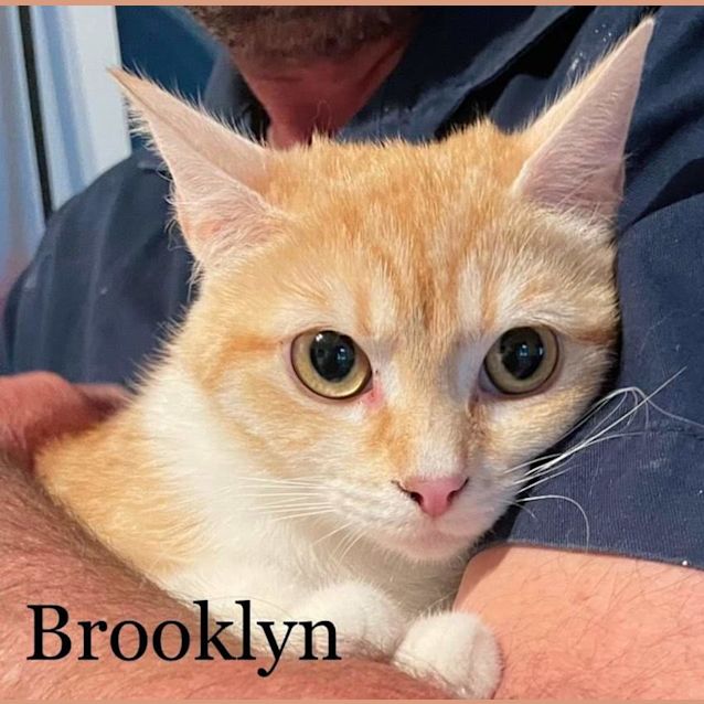 Photo of Brooklyn