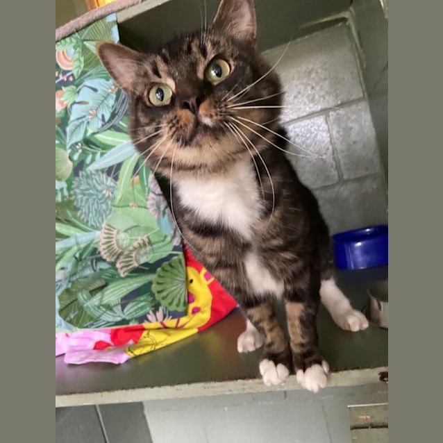 Photo of Bandit