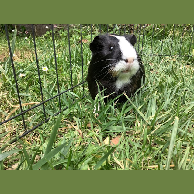 Photo of Simon And Theodore